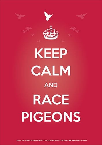 "Keep Calm and Race Pigeons" Poster (available in USA only) - racing pigeon care keeping films