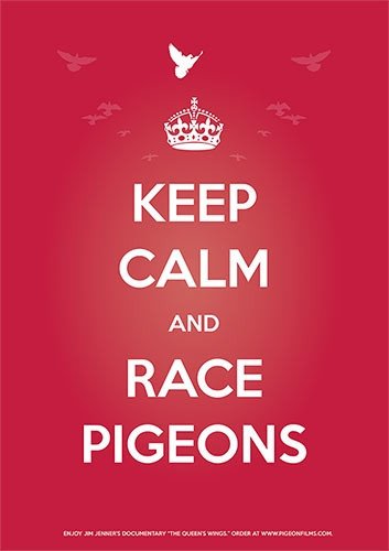 "Keep Calm and Race Pigeons" Poster (available in USA only) - racing pigeon care keeping films 